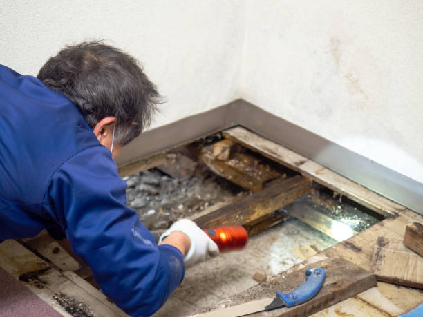 Best Industrial Mold Remediation in Ash Flat, AR