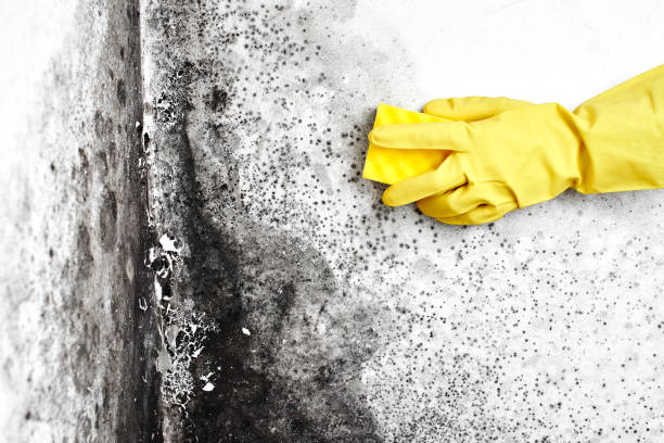 Best Commercial Mold Remediation in Ash Flat, AR