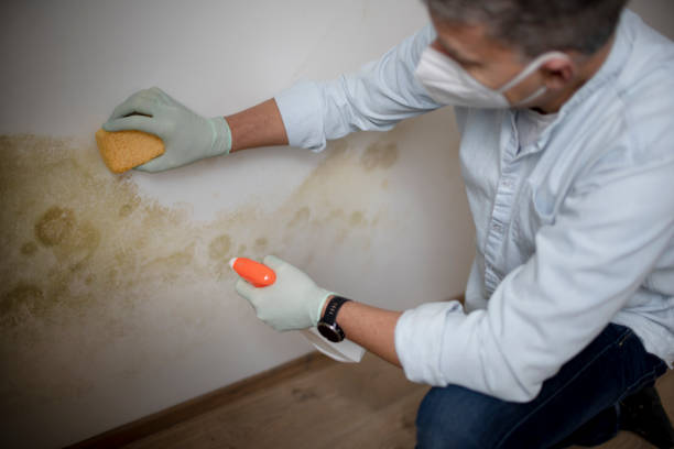 Best Residential Mold Remediation in Ash Flat, AR