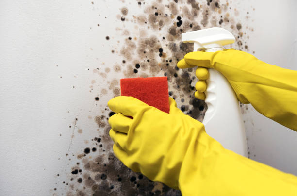 Best Mold Testing and Inspection Services in Ash Flat, AR