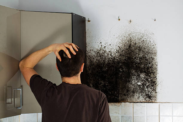 Best Emergency Mold Remediation in Ash Flat, AR